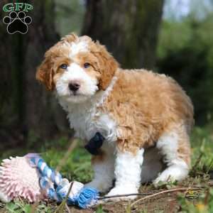 Chance, Mini Bernedoodle Puppy
